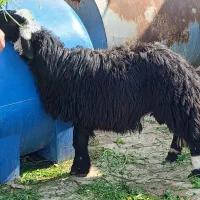 گوسفند نر عوسی