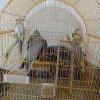 عروس هلندی|پرنده|نقده, |دیوار