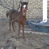 کره اسب نریان|اسب و تجهیزات اسب‌سواری|زنجان, |دیوار