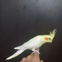 ۲ عدد عروس هلندی جفت لوتینو مولد|پرنده|مشکیندشت, |دیوار