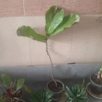 گل زیبا