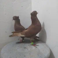 جفت سرخ کاکلی|پرنده|دزفول, |دیوار