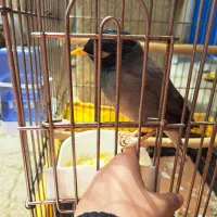 مرغ مینا ماده