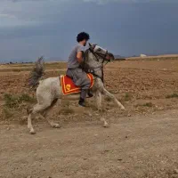 مادیان کرد و کره نریان|اسب و تجهیزات اسب‌سواری|تهران, تهرانسر مرکزی|دیوار