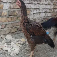 مرغ لاری اصیل نژاد دار|حیوانات مزرعه|سراوان, |دیوار