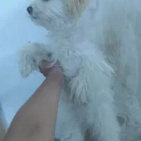 سگ گمشده|حیوانات|پیرانشهر, |دیوار