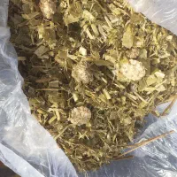 ذرت بلال علوفه ای