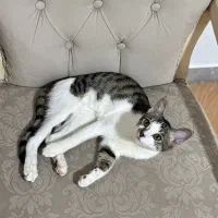 واگذاری گربه نر|گربه|رشت, معلم|دیوار