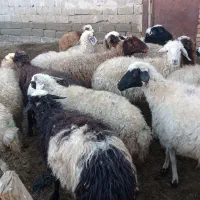 16گوسفند جوان برای نگهداری|حیوانات مزرعه|خوی, |دیوار