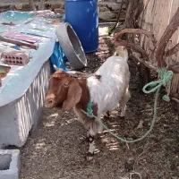 معاوضه بز داشتی