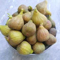 انجیر