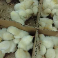جوجه گوشتی