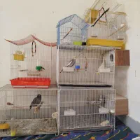 عروس هلندی مرغ عشق فنچ