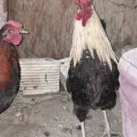 خروس محلی  چهل تاج