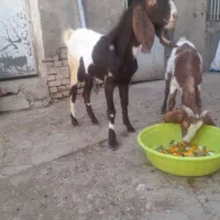 بز پاکستانی اصیل|حیوانات مزرعه|صالح آباد, |دیوار