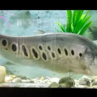 جفت چاقو ماهی نروماده معاوضه دارم با ماهی|ماهی|کاشمر, |دیوار