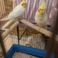 عروس هلندی لوتینو نر و ماده|پرنده|تهران, توحید|دیوار