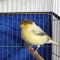 قناری گلاستر ماده