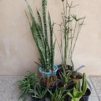 گلهای آپارتمانی