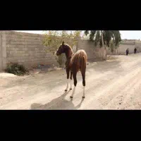 کره اسب ۲ساله آینده دار