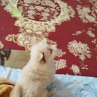 واگزار سگ اشتپیز