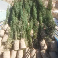 سرو ناز شیرازی اصل|گل و گیاه طبیعی|کاشان, ولیعصر|دیوار