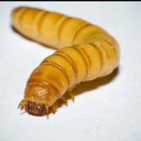 فروش کرم میلورم بصورت عمده وخورده|خزنده|مراغه, |دیوار