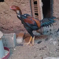 تخم مرغ لاری