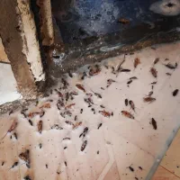 سمپاشی سوسک ساس موش موریانه کک بید با ضمانت100درصد|خدمات نظافت|مشهد, کوی سیدی|دیوار