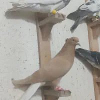 هفترنگ|پرنده|گنبد کاووس, |دیوار