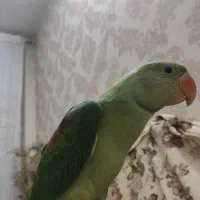 ملنگو نر صاف