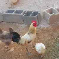 فروش ۲۰ جوجه خروس بالغ و مرغ تازه تخم محلی درجه ۱
