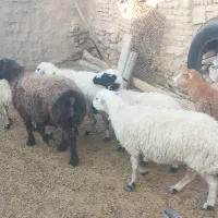 تعدادی بز و میش|حیوانات مزرعه|زرند, |دیوار