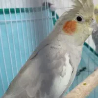 عروس هلندی ماده