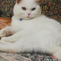 گربه اسکاتیش نر یک ساله