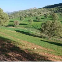 زمین-واگذاری-تعزیرات
