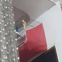 قناری نر|پرنده|رشت, استقامت ۲|دیوار