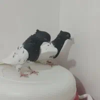 دوعدد کبوتر کله ای