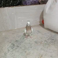 طوقی سده دم سفید پشتی|پرنده|جغتای, |دیوار