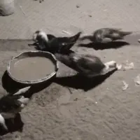 اردک ایسرایلی  اردک دورگه|حیوانات مزرعه|چاف و چمخاله, |دیوار