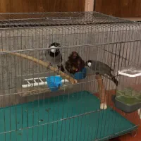 فروش دوتا پرنده