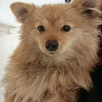 سگ پامر پامرین اپارتمانی