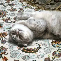 گربه‌ بریتیش