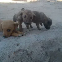 توله خوشگل