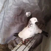 کبوتر خوش رنگ450هزار جفتی