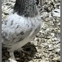 6عدد کفتر کفتر بازی