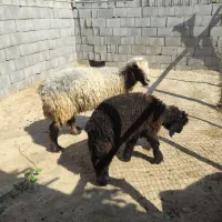 میش و بره