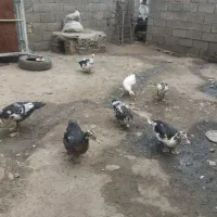 اردک اسرائیلی