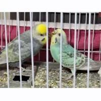 فروش یک جفت ریمبو و ویک جفت پروانه ای