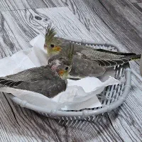 جوجه عروس هلندی